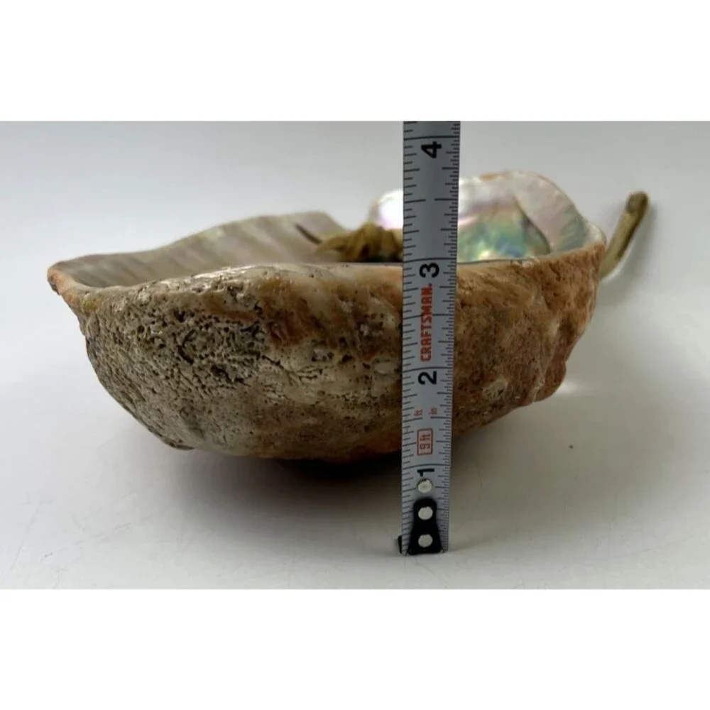 Vintage Abalone Half Shell 8.25